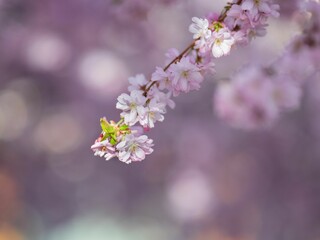 Obraz premium Grasshopper on Cherry Blossoms