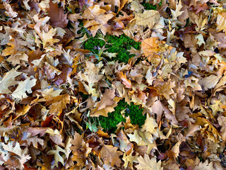 The ground is covered with golden leaves with green moss peeking through. 