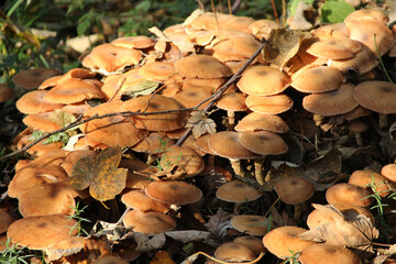 Top view of a cluster of brown membranous mushrooms illuminated by sunlight