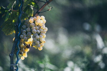 Green grapes on the vine ready for harvest.