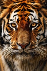 Obraz premium Majestic Close-Up of a Tigers Face: Striking Orange Fur, Intense Gaze, and Detailed Stripes Capturing the Power and Beauty of Natures Wild Predator.