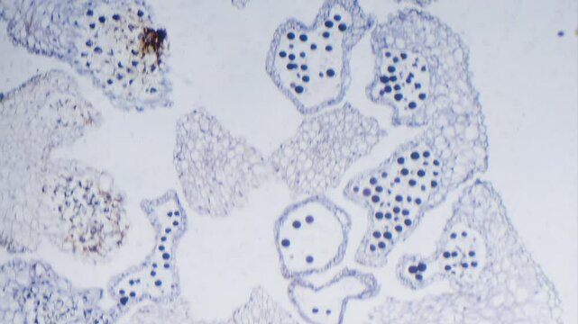Stained stem of monocotyledon transverse section under microscope bright field view
