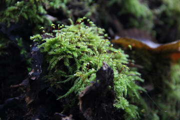 Stems and leaves of moss growing on wood close-up