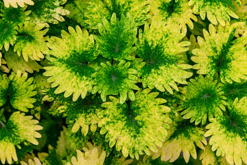 Beautiful Plectranthus scutellarioides, coleus or Miana leaves, or Coleus Scutellaricides with mixed green and yellow leaves. This photo was taken in Myanmar.