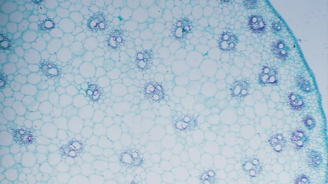 Mococotyledon stem section stained under microscope bright field view
