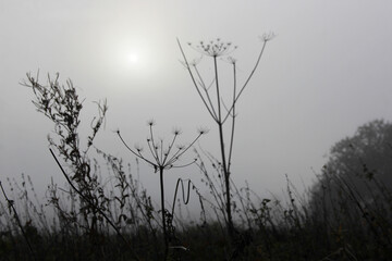 Dry wildflowers on a field against the backdrop of the sun in the fog