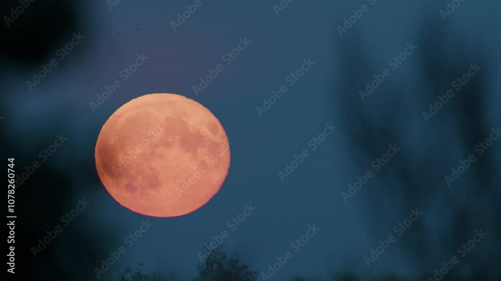 Wall mural large red moon rise over forest trees time lapse