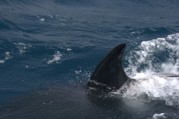 Nageoire dorsale Orque 