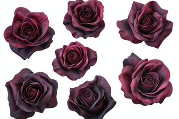 Image of dark red roses in bloom against a white background Cutout included