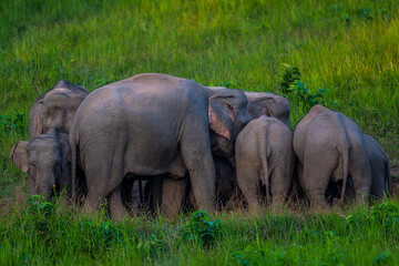 Fototapeta premium Elephants are large mammals and are the largest land animals. Wild elephants eat plants. They are big, have a small head, big legs, and have a trunk that reaches to the ground. That trunk is the nose.