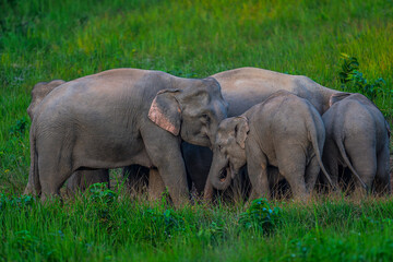 Fototapeta premium Elephants are large mammals and are the largest land animals. Wild elephants eat plants. They are big, have a small head, big legs, and have a trunk that reaches to the ground. That trunk is the nose.