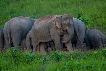 Fototapeta premium Elephants are large mammals and are the largest land animals. Wild elephants eat plants. They are big, have a small head, big legs, and have a trunk that reaches to the ground. That trunk is the nose.