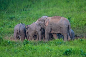 Fototapeta premium Elephants are large mammals and are the largest land animals. Wild elephants eat plants. They are big, have a small head, big legs, and have a trunk that reaches to the ground. That trunk is the nose.