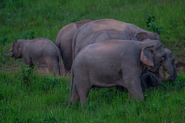 Fototapeta premium Elephants are large mammals and are the largest land animals. Wild elephants eat plants. They are big, have a small head, big legs, and have a trunk that reaches to the ground. That trunk is the nose.