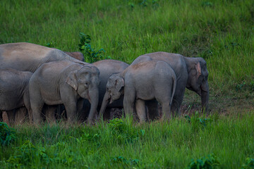 Fototapeta premium Elephants are large mammals and are the largest land animals. Wild elephants eat plants. They are big, have a small head, big legs, and have a trunk that reaches to the ground. That trunk is the nose.