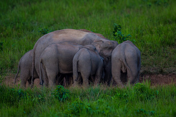 Fototapeta premium Elephants are large mammals and are the largest land animals. Wild elephants eat plants. They are big, have a small head, big legs, and have a trunk that reaches to the ground. That trunk is the nose.