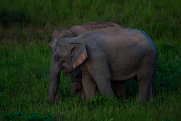 Obraz premium Elephants are large mammals and are the largest land animals. Wild elephants eat plants. They are big, have a small head, big legs, and have a trunk that reaches to the ground. That trunk is the nose.