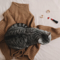 Lazy cat is sleeping on soft woolen sweater in bed. Winter or autumn weekend concept, top view. Cute tabby cat in bed on warm blanket. Hygge concept. Lazy weekend 