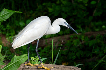 Aigrette garzette dans les étangs de La Dombes dans le département de l'Ain en France