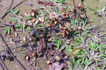 flowers and seeds of Cedrela montana or Cedrela odorata flowers that dry and fall on the mountai