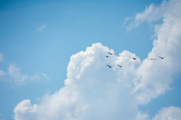 vol d'oiseaux et ciel duveteux