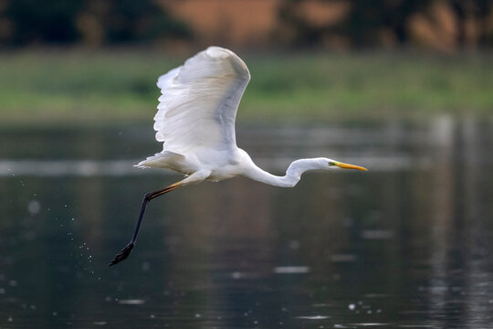 Grande aigrette dans les &eacute;tangs de La Dombes dans le d&eacute;partement de l'Ain en France