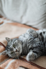 Cute tabby cat lying in bed. Funny home pet. Concept of relaxing and cozy wellbeing. Sweet dream.