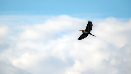 H&eacute;ron pourpr&eacute; en plein vol au-dessus des &eacute;tangs de La Dombes dans le d&eacute;partement de l'Ain en France