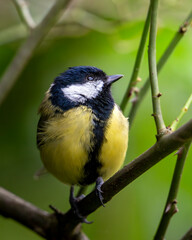 Mésange charbonnière juvénile posée sur une branche