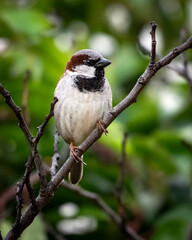 Moineau domestique juché sur une branche