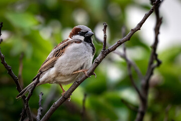 Moineau domestique juché sur une branche