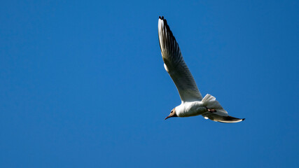 Obraz premium Mouette rieuse en plein vol dans un ciel bleu