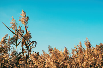 Pampas grass outdoor, common reed or Phragmites australis in light pastel colors