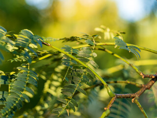 秋のネムノキの葉クローズアップ01