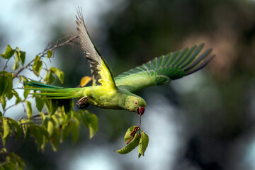Perruche à collier en plein vol