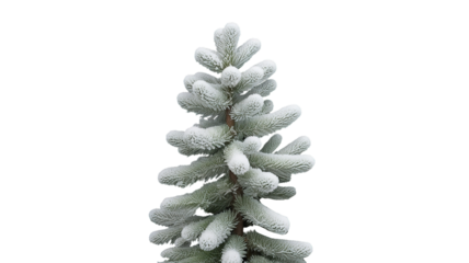 pine tree branches covered with snow (png)