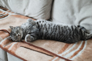 Cute tabby cat lying in bed. Funny home pet. Concept of relaxing and cozy wellbeing. Sweet dream.