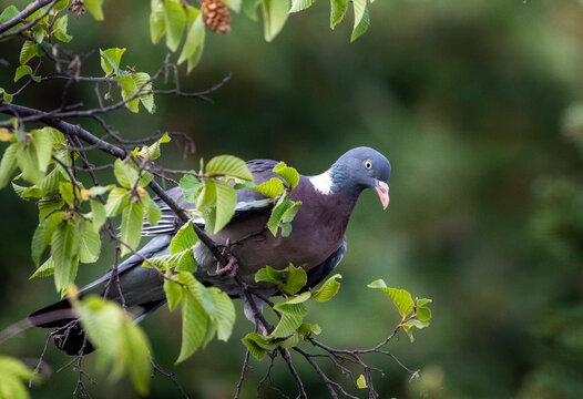 Pigeon ramier juch&eacute; sur la branche d'un arbre