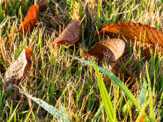 芝生の上の落ち葉と水滴の輝き