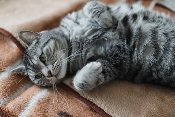 Cute tabby cat lying in bed. Funny home pet. Concept of relaxing and cozy wellbeing. Sweet dream.