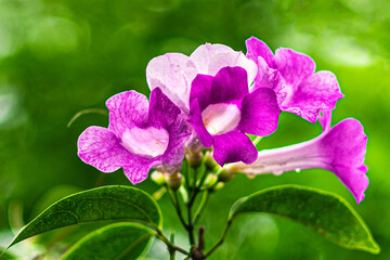 The colorful blooming flowers of the Garlic vine (Mansoa alliacea, Mansoa hymenaea) are also known...