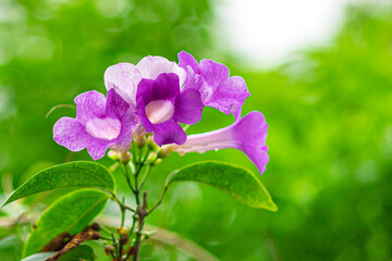 Fototapeta premium The colorful blooming flowers of the Garlic vine (Mansoa alliacea, Mansoa hymenaea) are also known as ajo sacha. This photo was taken in Myanmar with a high-resolution camera.