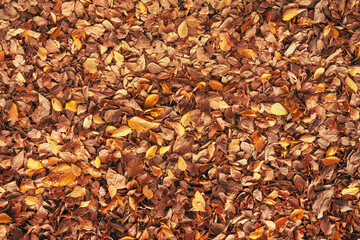 Ground covered with dry autumnal hackberry of false elm tree leaves