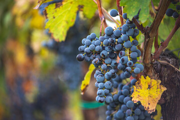 Bunches of blue grapes in the vineyard. Cabernet Franc grapes for making red wine in the harvesting. Detailed view of a grape vines in a vineyard in autumn, Hungary