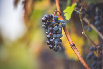Bunch of blue grapes in the vineyard. Cabernet Franc grapes for making red wine in the harvesting. Detailed view of a grape vines in a vineyard in autumn, Hungary