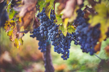 Bunches of blue grapes in the vineyard. Cabernet Franc grapes for making red wine in the harvesting. Detailed view of a grape vines in a vineyard in autumn, Hungary