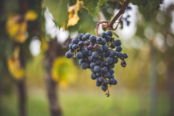 Fototapeta premium Bunch of blue grapes in the vineyard. Cabernet Franc grapes for making red wine in the harvesting. Detailed view of a grape vines in a vineyard in autumn, Hungary