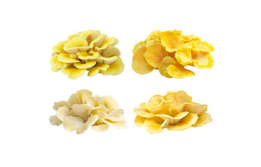 Close-up of yellow oyster mushrooms on white background.