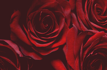 Close-Up of Roses Blooming, background