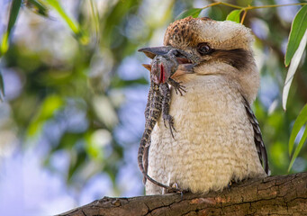 Laughing Kookaburra (Dacelo novaeguineae) 